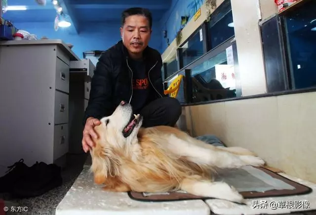 事狗如事人:主人花4萬為愛犬治病,特製輪椅助其逛街