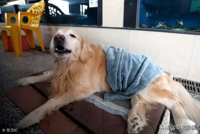 事狗如事人:主人花4萬為愛犬治病,特製輪椅助其逛街