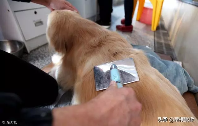 事狗如事人:主人花4萬為愛犬治病,特製輪椅助其逛街