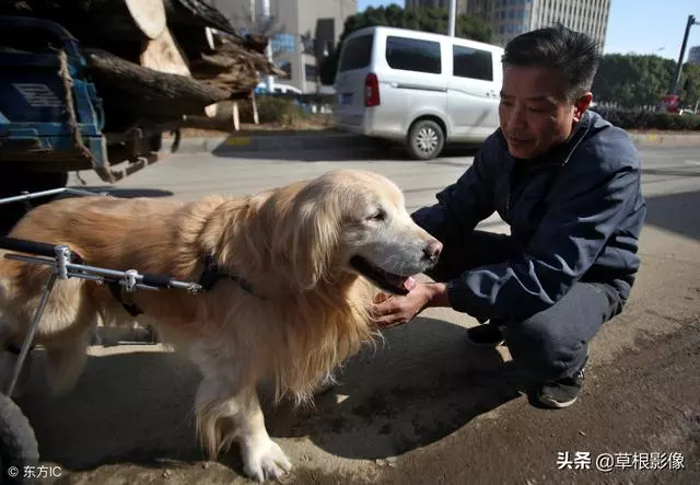 事狗如事人:主人花4萬為愛犬治病,特製輪椅助其逛街
