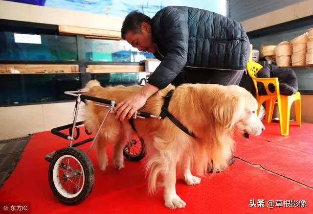 事狗如事人:主人花4萬為愛犬治病,特製輪椅助其逛街