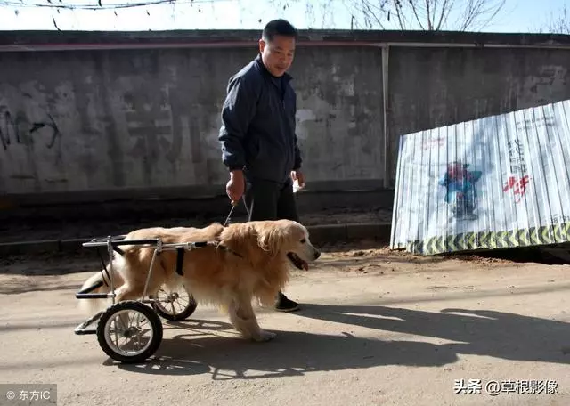 事狗如事人:主人花4萬為愛犬治病,特製輪椅助其逛街