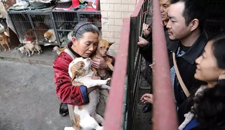六旬老人不顧家人反對,收養兩百條流浪貓狗,15年花光一生積蓄