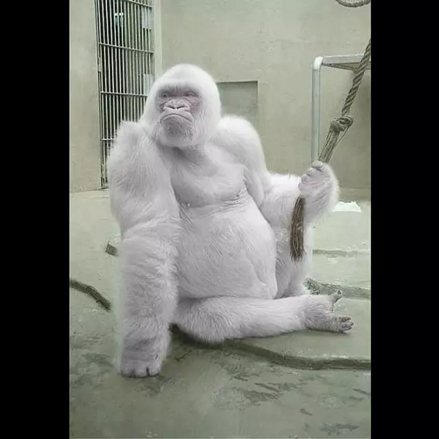 23個「上帝忘記給予顏色」的白化症動物 全白孔雀完全是神話裡的仙獸
