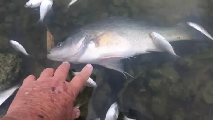 澳洲1月高溫破百年紀錄 動物集體死亡 . 寒流癱瘓美國 已奪21命