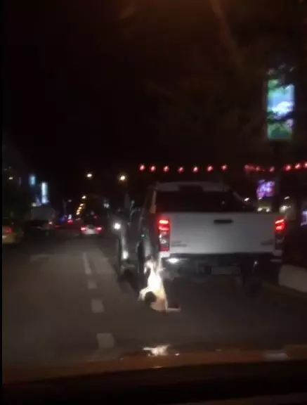 狗被綁在車後·開車行駛拖拽