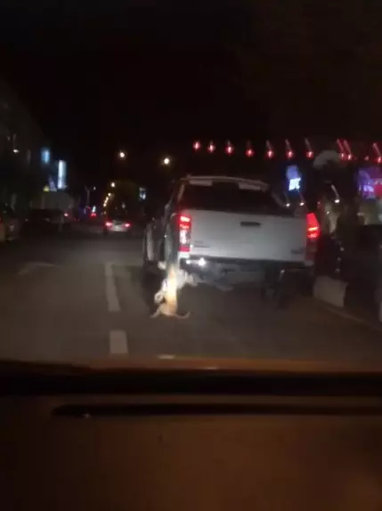 狗被綁在車後·開車行駛拖拽