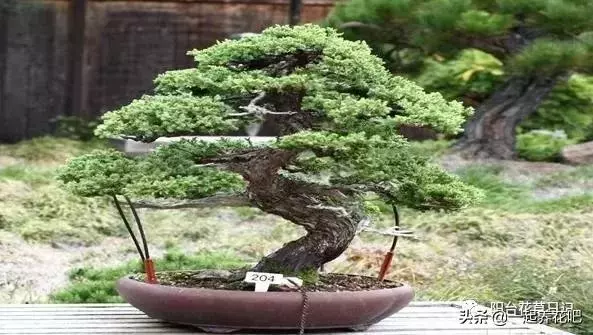 盆景迷你又精緻,怎麼才能做出一盆自己的盆景? 看完你也是大師