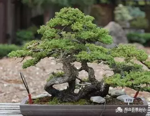 盆景迷你又精緻,怎麼才能做出一盆自己的盆景? 看完你也是大師