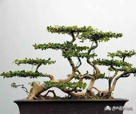 盆景迷你又精緻,怎麼才能做出一盆自己的盆景? 看完你也是大師