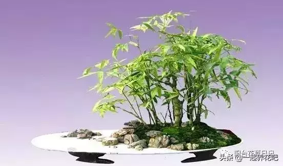 盆景迷你又精緻,怎麼才能做出一盆自己的盆景? 看完你也是大師