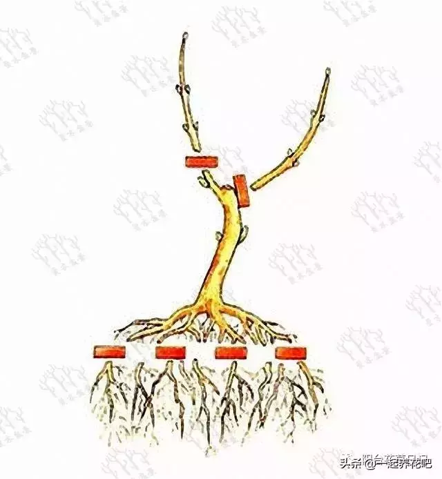 盆景迷你又精緻,怎麼才能做出一盆自己的盆景? 看完你也是大師