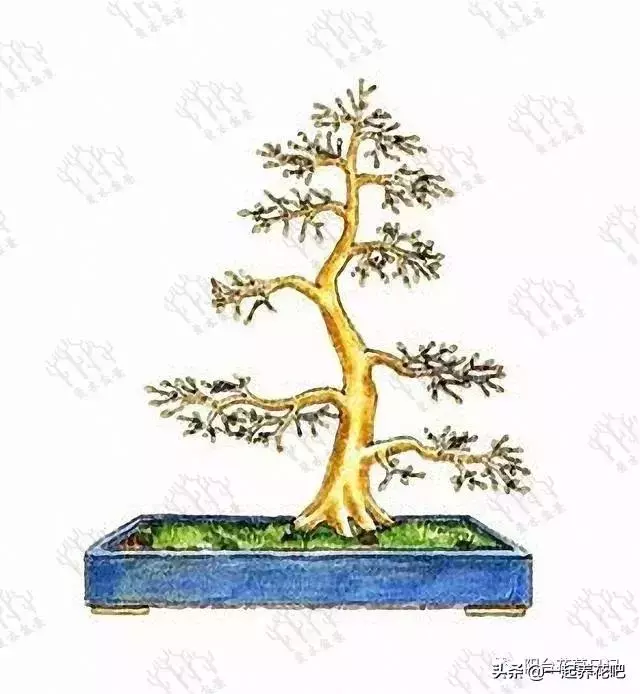 盆景迷你又精緻,怎麼才能做出一盆自己的盆景? 看完你也是大師