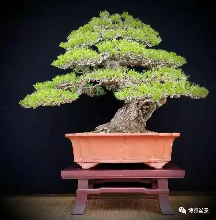 工匠精神與盆景藝術 !!