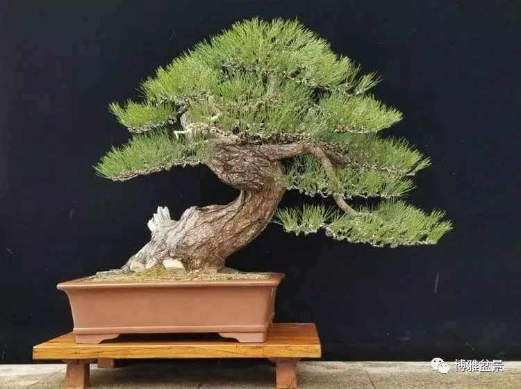 工匠精神與盆景藝術 !!