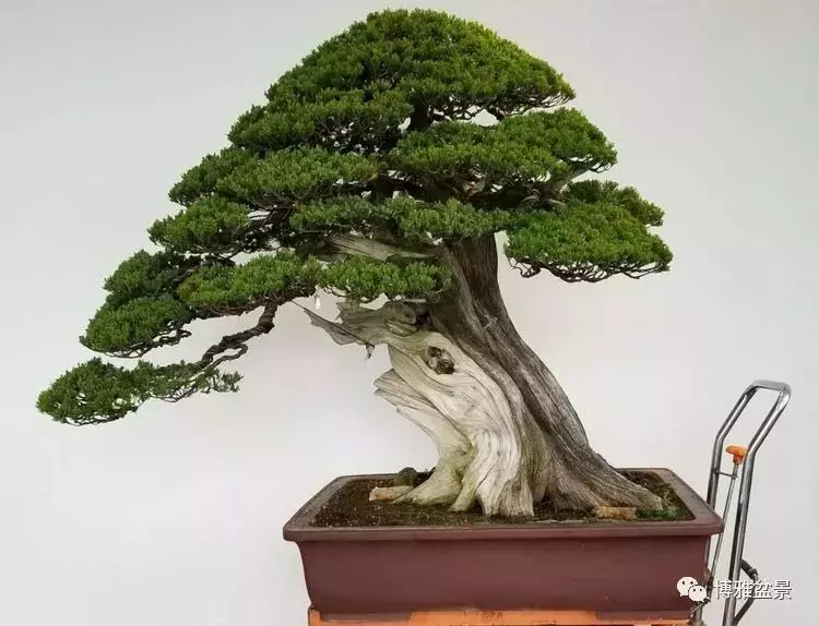 工匠精神與盆景藝術 !!