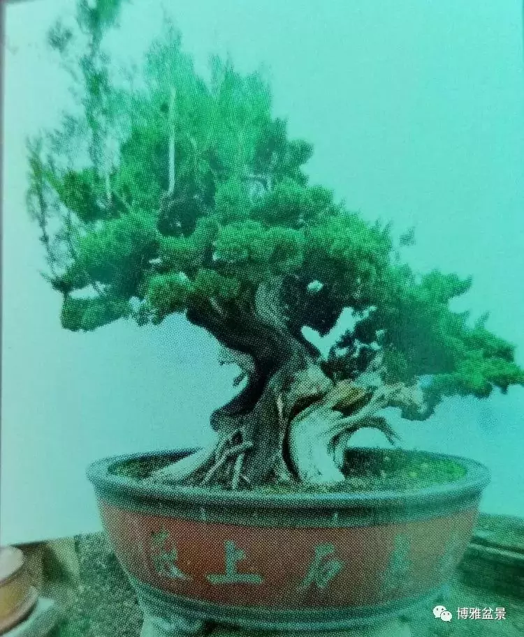 工匠精神與盆景藝術 !!