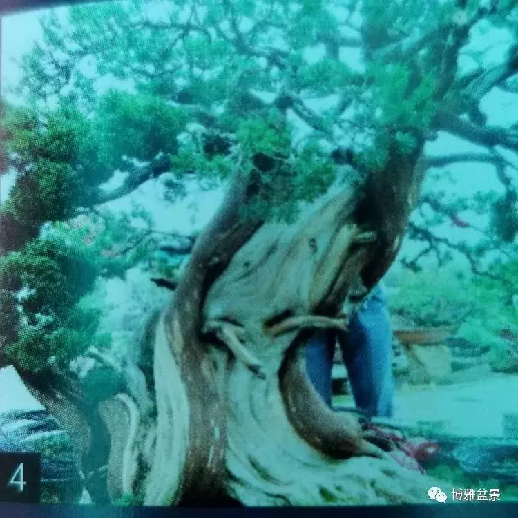 工匠精神與盆景藝術 !!