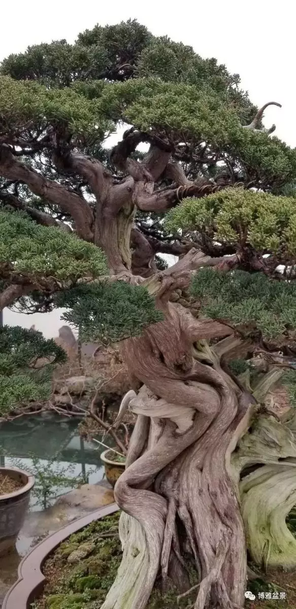工匠精神與盆景藝術 !!