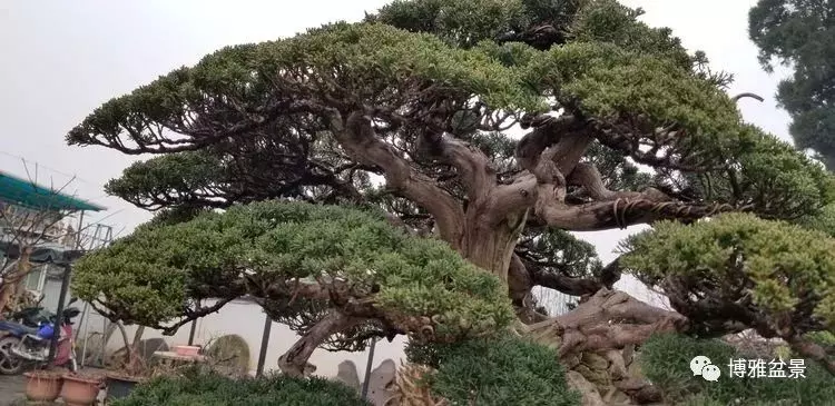 工匠精神與盆景藝術 !!