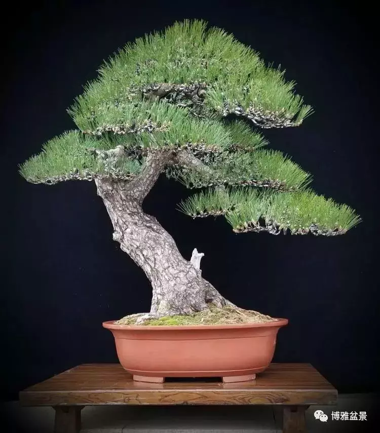 工匠精神與盆景藝術 !!