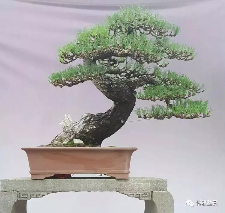 工匠精神與盆景藝術 !!