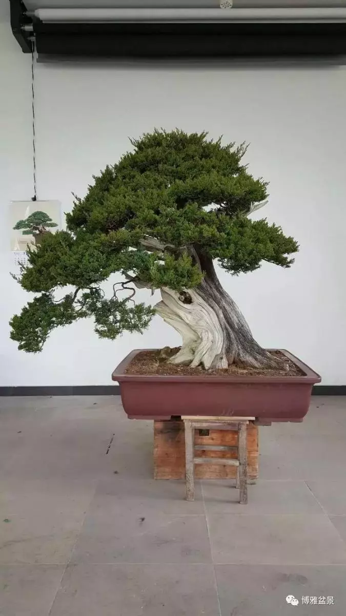 工匠精神與盆景藝術 !!