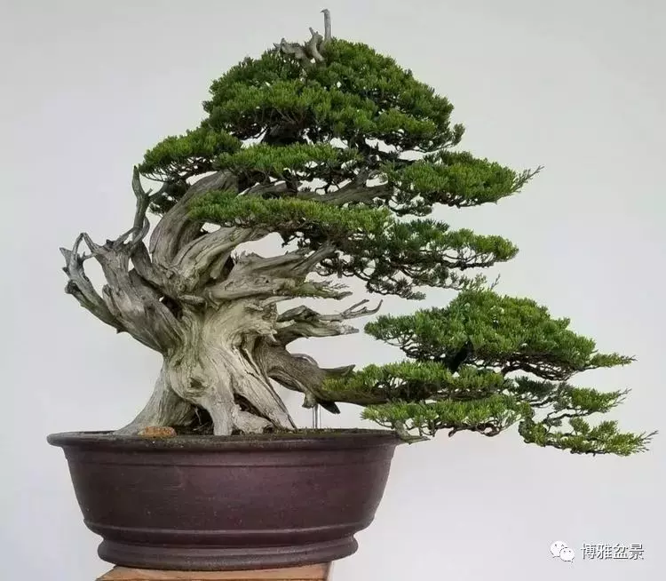 工匠精神與盆景藝術 !!
