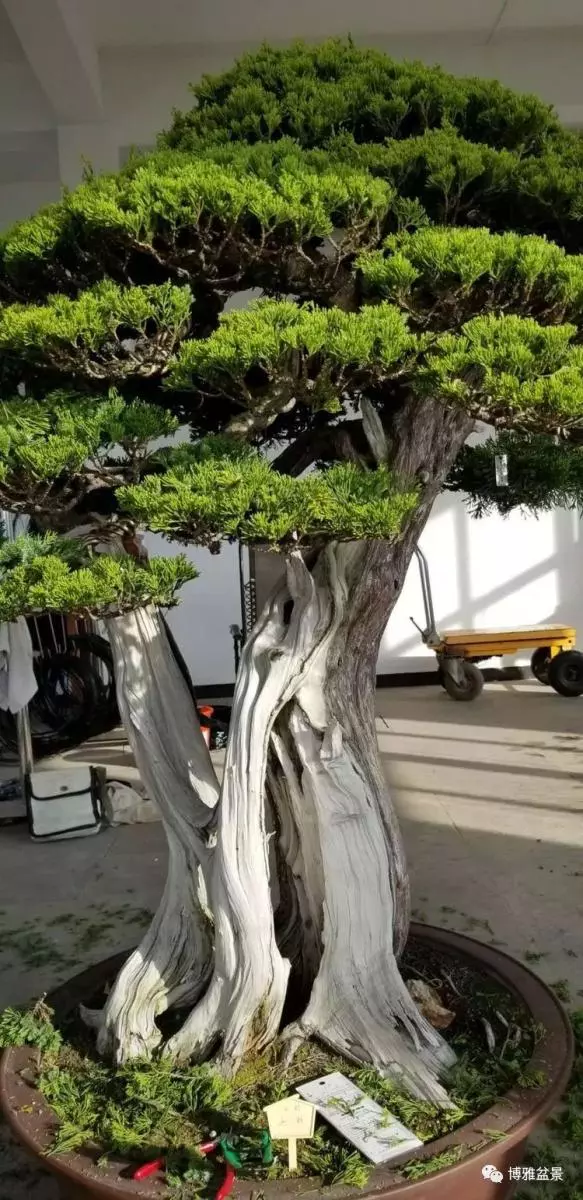 工匠精神與盆景藝術 !!