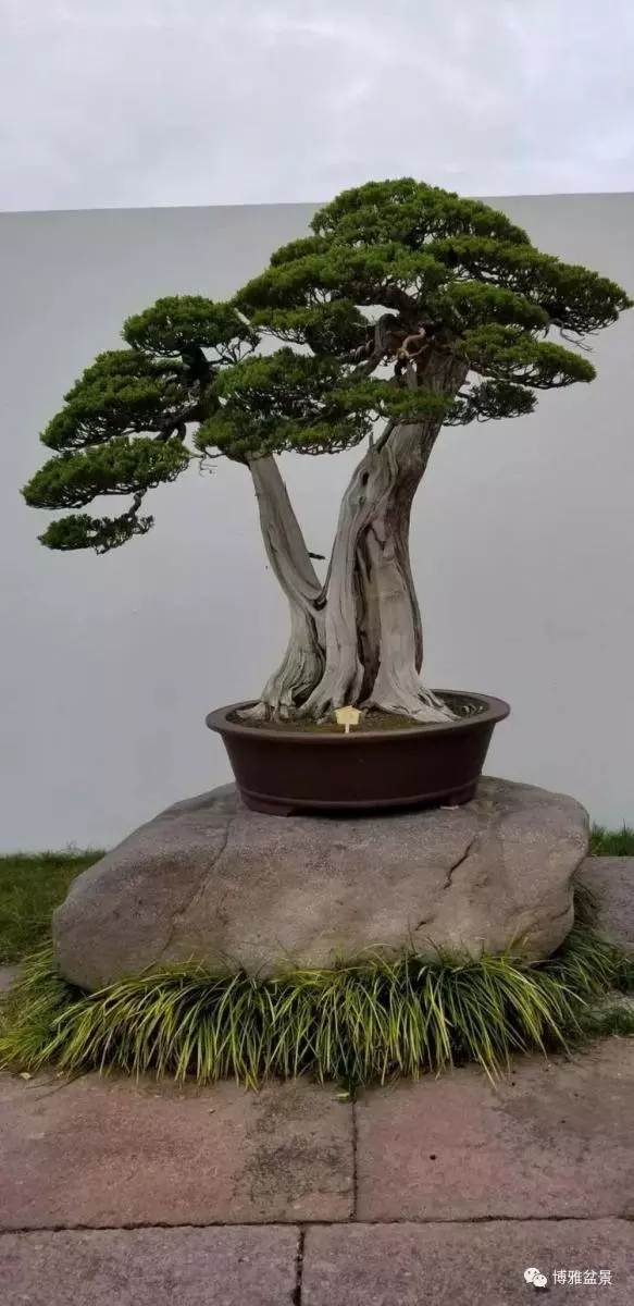 工匠精神與盆景藝術 !!
