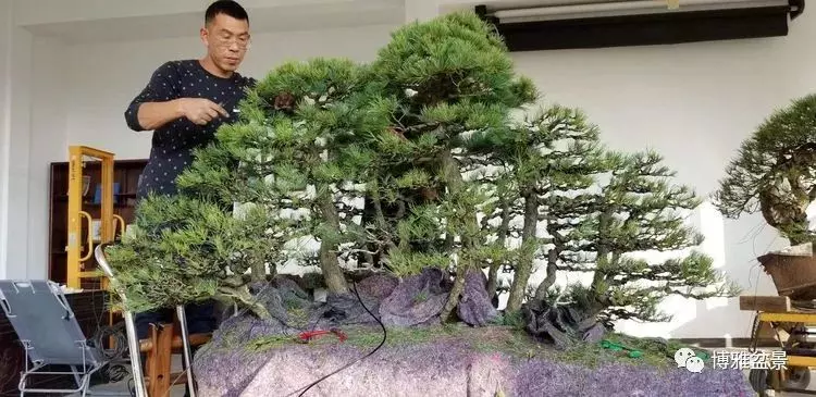 工匠精神與盆景藝術 !!
