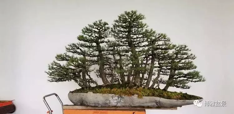 工匠精神與盆景藝術 !!