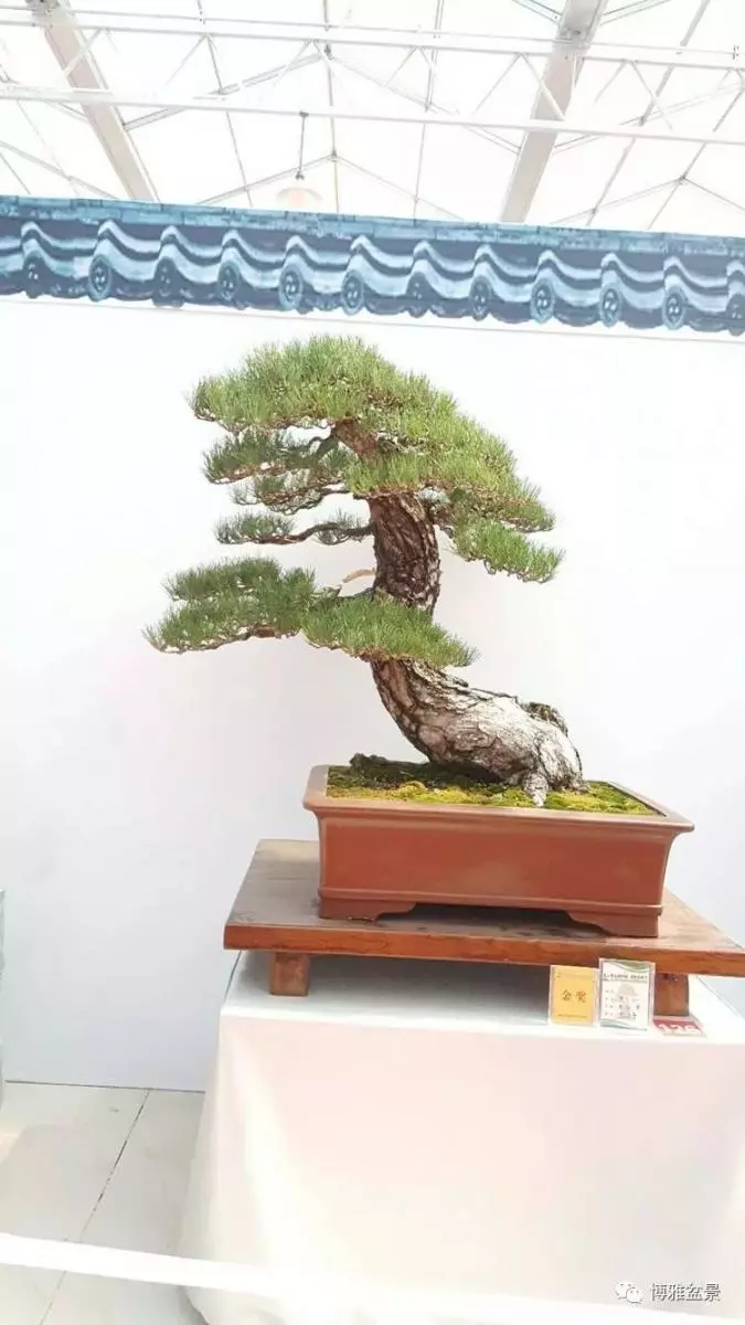 工匠精神與盆景藝術 !!