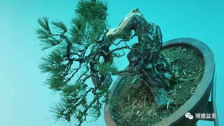 工匠精神與盆景藝術 !!