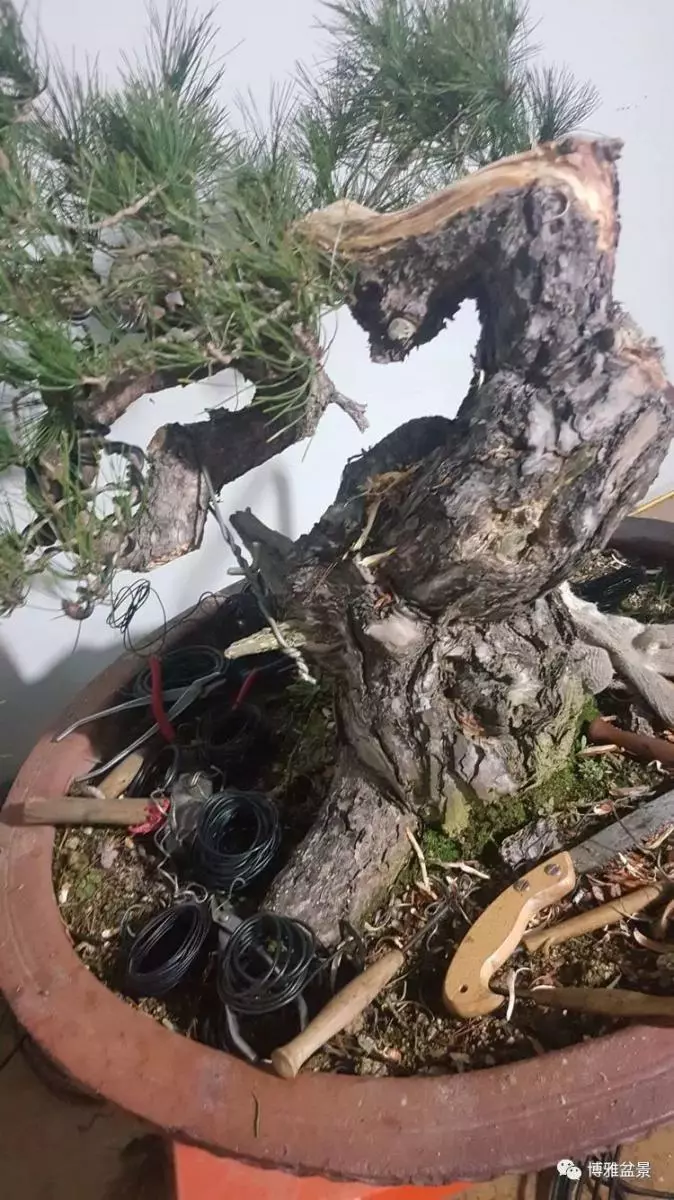 工匠精神與盆景藝術 !!