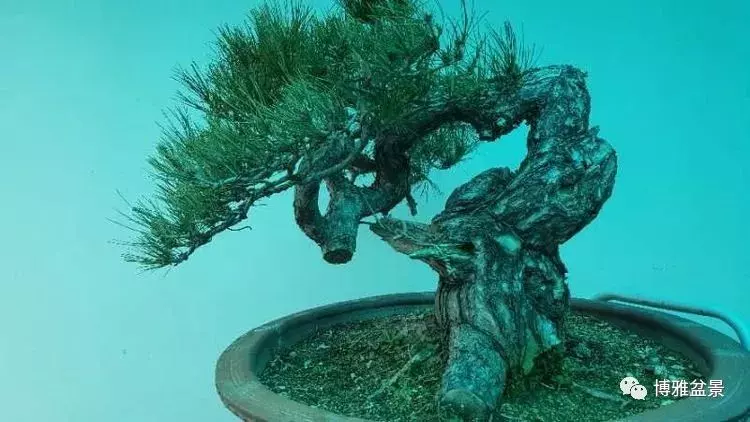 工匠精神與盆景藝術 !!