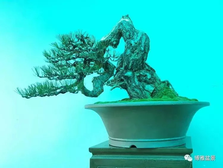 工匠精神與盆景藝術 !!