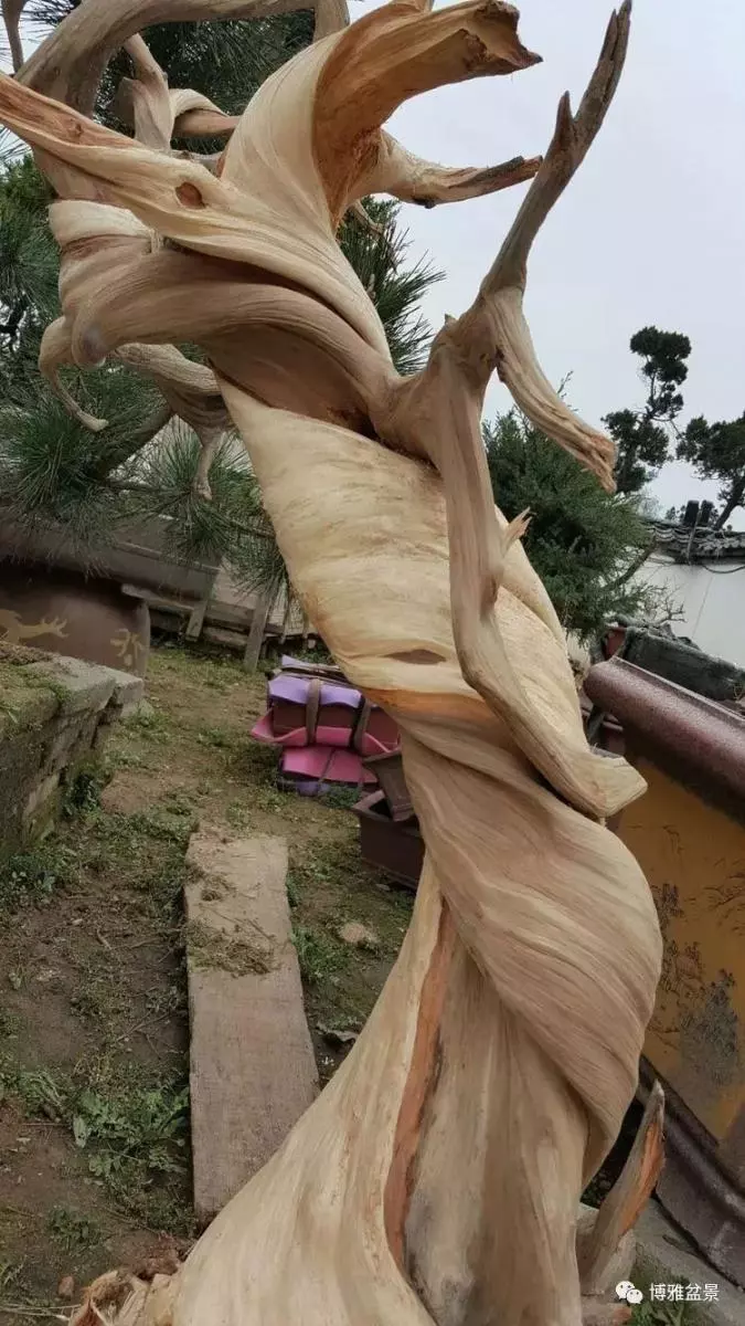 工匠精神與盆景藝術 !!