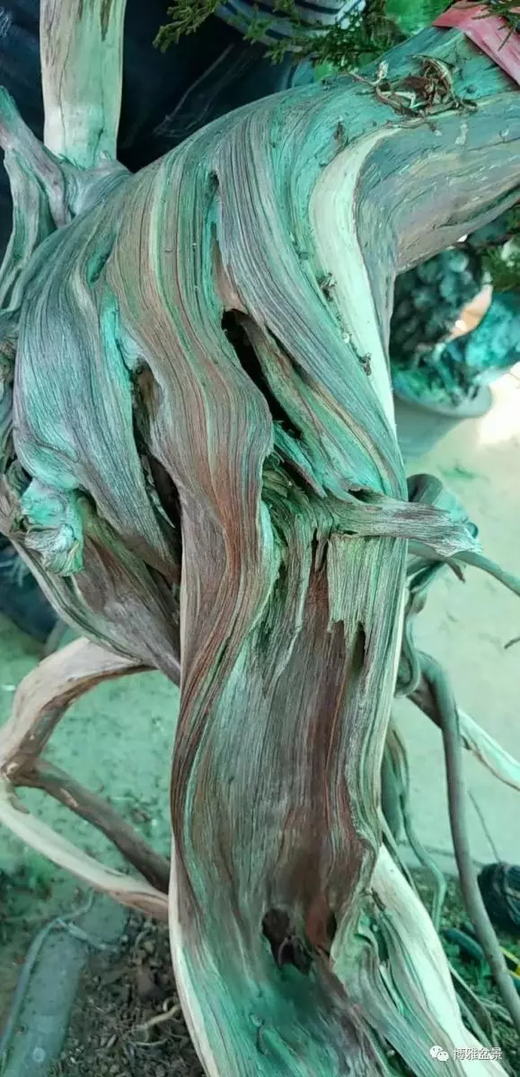工匠精神與盆景藝術 !!