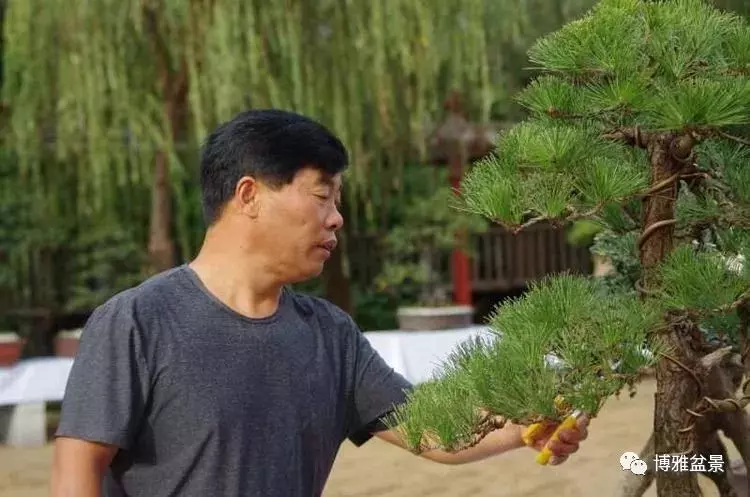 工匠精神與盆景藝術 !!