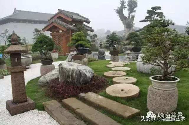 樹樁盆景放置在什麼地方才好?