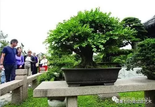 樹樁盆景放置在什麼地方才好?