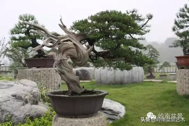樹樁盆景放置在什麼地方才好?