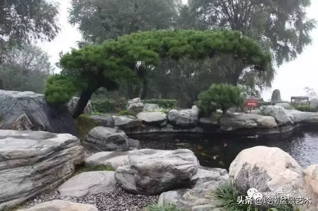 樹樁盆景放置在什麼地方才好?