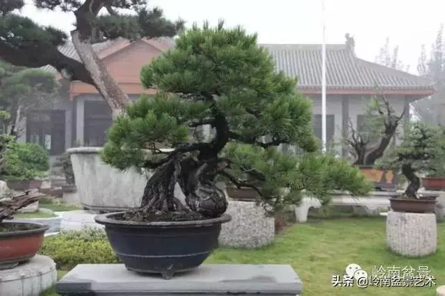 樹樁盆景放置在什麼地方才好?