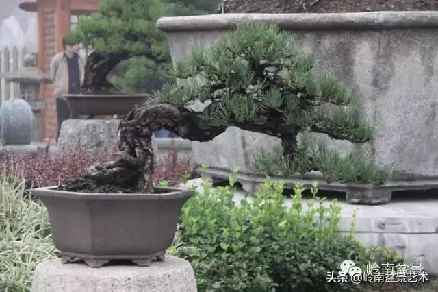 樹樁盆景放置在什麼地方才好?