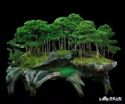 盆景初學者常犯的5個錯誤偏向 !