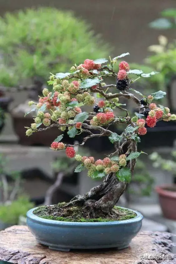 盆景初學者常犯的5個錯誤偏向 !