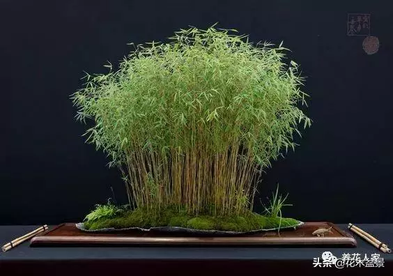 盆景初學者常犯的5個錯誤偏向 !