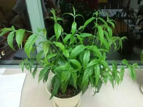 喝了兩個星期的【20幾片葉子】煮的水,她的【腎功能】恢復了 ( 真實成功案例 )。。
